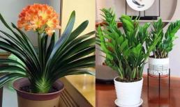 Người có gia đình hưng vượng đều nuôi '4 loại hoa' này, 'phát tài' và 'nhân vượng', bạn đã nuôi chưa?