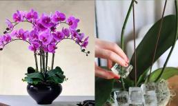 Đừng vứt lan hồ điệp sau khi chơi Tết! Xử lý đơn giản, sang năm nó lại nở hoa, đỡ tốn tiền mua chậu khác