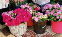 Có 4 nơi trong nhà không nên trồng hoa, nếu không cây sẽ khó sống sót