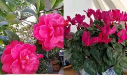 Muốn giữ cho ngôi nhà của bạn 'nở hoa'? Chọn đúng 4 giống và sử dụng đúng 3 phương pháp để biến ngôi nhà thành khu vườn