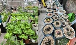 Chiều vợ, chồng cải tạo 40m2 sân thượng để trồng rau sạch cùng sen đá nhìn cực mê