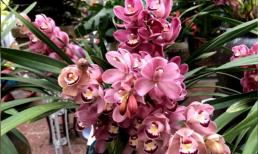 Sau Tết Nguyên đán, 5 loại hoa tại chợ hoa sẽ giảm giá, bỏ lỡ là thời điểm tốt