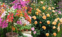 Có 5 loại hoa nên trồng trong mùa xuân, vừa đẹp lại dễ trồng, lâu lâu có hoa ở nhà