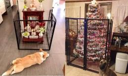 Bật cười trước những sáng kiến của gia chủ để phòng đồ đạc bị chó mèo phá hoại