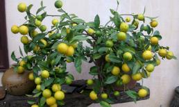 Bí quyết trồng chanh ở ban công, sân thượng cho ra trĩu quả lại không bị sâu, rệp