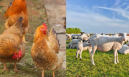 Ông già nhà quê nói “Nhà nghèo không nuôi gà, nhà giàu không nuôi cừu” có cơ sở khoa học nào?