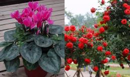 5 loài hoa khó trồng nhất, người mới tập chơi không nên động vào, dễ nuôi chết!