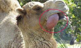 Tại sao con lạc đà nhả một quả bóng màu hồng từ miệng của nó? Hãy lắng nghe những gì người chăn nuôi nói 