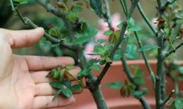 3 loại hoa 'không tỉa không nở không tàn' nên nhanh chóng cắt tỉa vào mùa xuân, lượng hoa sẽ nhiều hơn