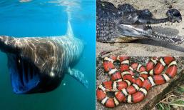 11 loài động vật tưởng nguy hiểm chết người nhưng thực chất hiền lành và vô hại 