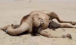 Giải đáp thắc mắc: Tại sao không được đụng vào xác lạc đà trong sa mạc? Nó phát nổ khi chạm vào?