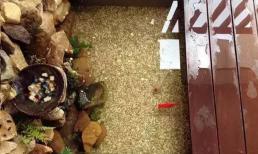 Tôi xây một cái hồ cá trên ban công, chi phí chưa đến 2 triệu đồng, hàng xóm đến học hỏi hàng ngày