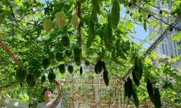 Kinh nghiệm trồng mướp đắng trên sân thượng sai trĩu quả