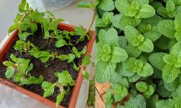 Mẹo đơn giản để trồng húng lủi ở ban công