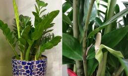 Muốn nuôi cây kim tiền tốt, đừng phụ thuộc vào việc tưới nước, hãy thêm 'nguyên liệu này' vào nước, lá sẽ nảy mầm và nở hoa