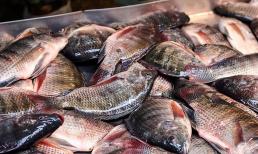  5 loại cá bẩn nhất chợ rau chứa nhiều kim loại nặng và ký sinh trùng, chính chủ sạp cũng không ăn