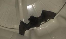 Dơi bay vào nhà có điềm báo gì?