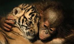 Tử vi 12 con giáp thứ 6 ngày 17/2/2023: Tuổi Thân tài lộc rủng rỉnh; Dần gặp rắc rối