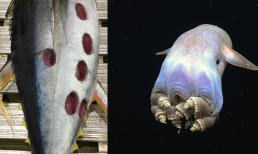 10 sinh vật biển kỳ lạ được phát hiện trong những năm gần đây sẽ khiến bạn kinh ngạc