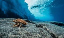 Trấn động trong giới khoa học! Loài vật bí ẩn vô tình được phát hiện dưới băng ở Nam Cực, không cần oxy để nuôi khí mê-tan?