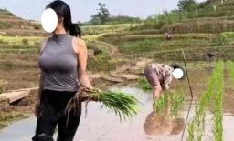 Người phụ nữ đang cấy lúa trên cánh đồng, mặc chiếc áo sát nách mỏng manh thu hút sự chú của mọi người