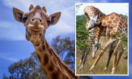 Tại sao hươu cao cổ có cổ dài? Lý do tiến hóa thực sự không phải vì lấy thức ăn trên cao