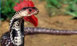 Có những sinh vật bí ẩn nào trên trái đất mà hầu hết con người chưa từng tiếp xúc?