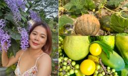 Ca sĩ Mỹ Lệ khoe thành quả cây trái thu hoạch được trong khu vườn rộng hàng nghìn m2, chứng minh 'giàu bền vững' 