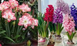 3 loại 'hoa củ', hoa to tươi, dễ trồng, thích hợp trồng vào mùa xuân