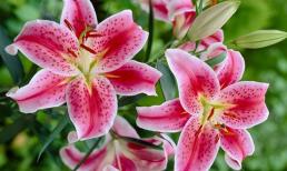 Mùng 1 âm lịch: Chớ dại để ba loại hoa này trên bàn thờ kẻo mất hết may mắn, tài lộc