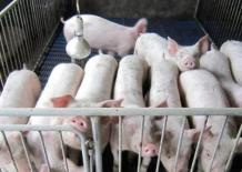 5 bộ phận của lợn, bác sĩ khuyên ăn ít, ruột già là cuối cùng, đầu danh sách hay được nhiều người thích ăn nhất