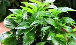 Trầu bà xanh bắt đầu ra chồi mới, tưới 3 loại nước thường xuyên, cây phát triển xum xuê