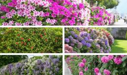 4 loài hoa dây leo thích hợp trồng làm tường hoa hàng rào, đẹp hơn hẳn hàng rào sắt lạnh giá