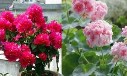 3 loài hoa có thời gian ra hoa dài, sau khi trồng sẽ nở quanh năm, nên trồng trong chậu