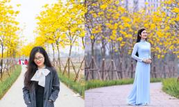 Giới trẻ đua nhau đến cung đường hoa phong linh nở vàng rực ở Hà Nội check-in 'sống ảo'