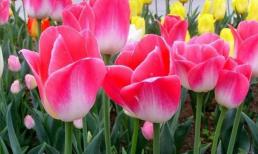 Người có ngày sinh rơi vào ngày âm lịch rất có tài nhưng ít nói, luôn có thể phát tài một cách âm thầm