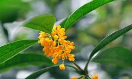 Bắt đầu từ tháng 3, vận trình hái ra tiền, tài lộc tăng vùn vụt, 3 cung hoàng đạo kiếm được bộn tiền!