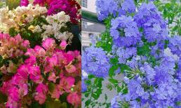 3 loài hoa dễ trồng và đẹp, không cần kinh nghiệm cũng có thể 'bùng nổ'