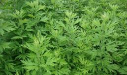 Phát hiện 'Ngân hàng máu tự nhiên', ăn tuần 3 lần, sắc mặt hồng hào, trẻ mãi không già sau nửa thế kỷ 