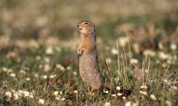 Làm thế nào mà động vật ngủ đông biết khi nào chúng cần thức dậy?