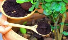 4 loại 'chất làm tơi đất tự nhiên', thêm một ít vào chậu hoa, mềm mại, thoáng khí và đầy đủ chất dinh dưỡng