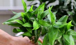 Thân và lá phát lộc dày, có giá trị làm cảnh cao, làm sao để nó không bị úa vàng?