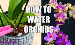 Trồng lan không nên tưới nước bừa bãi, nếu không sẽ bị thối rễ và hoa sẽ rụng