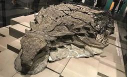 Đây là loài hóa thạch khủng long đẹp nhất từng được tìm thấy! 