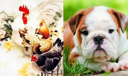 Muốn lấy vợ, hãy cưới 4 con giáp nữ có một không hai này! Đặc biệt là cô thứ hai, ẩn giấu vàng trong cuộc sống, rất thịnh vượng