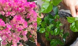 Cắt nhanh 3 loại hoa tháng 3, cành sẽ bén rễ, không bị thối đen