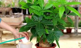 Làm thế nào để cây kim ngân phát triển mạnh mẽ khi thời tiết ấm áp? Chỉ cần làm 4 việc