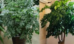 Trồng cây hạnh phúc đón xuân nhớ 4 “ngón nghề” để cây tươi tốt xum xuê