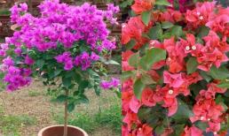 Trồng hoa giấy, tránh 4 phương pháp sai, hoa liên tục nở quanh năm