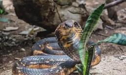 Loài rắn độc nhất thế giới, được mệnh danh là vua của các loài rắn độc, thường ăn thịt các loài rắn khác